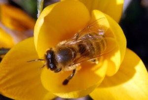 causes-disparition-abeilles