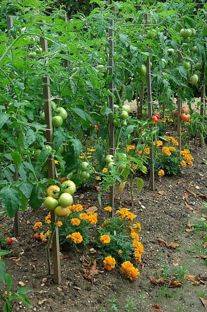 oeillet au pieds des tomates