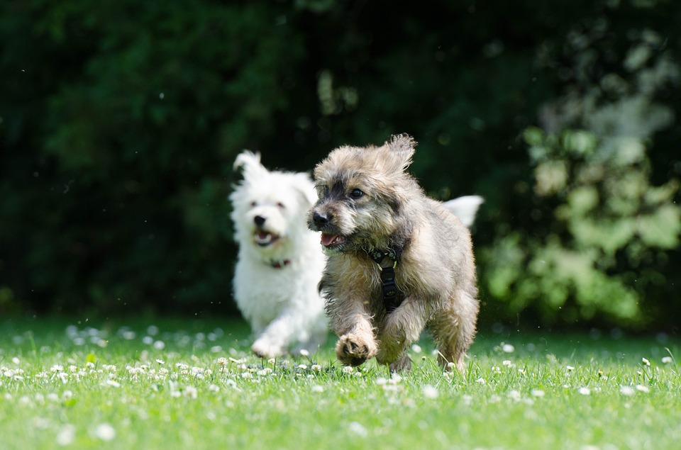 activité physique pour chien