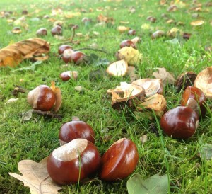 chestnuts-327699_960_720