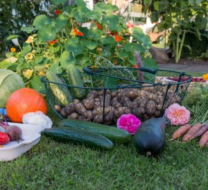 Réussir son jardin potager