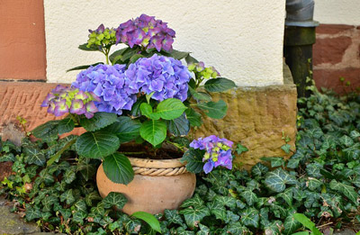 Protéger les plantes de la chaleur Jardinière