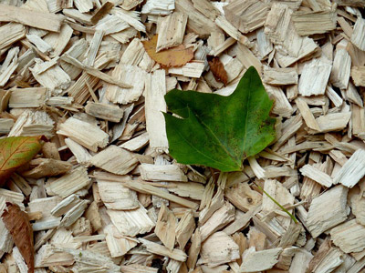 Protection jardin canicule Paillage