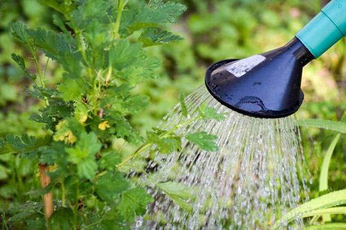 Arrosage Astuces pour protéger son extérieur de la canicule