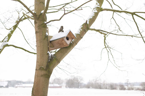 aménagement pour les animaux du jardin abri oiseaux