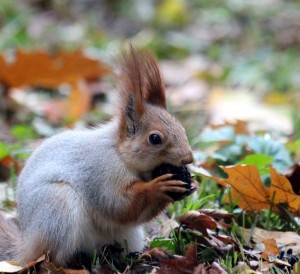red-squirrel-2353145_960_720