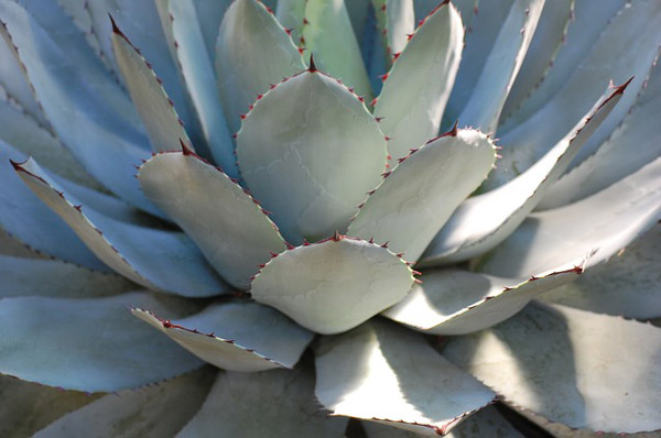 Agave de Parryi plantes pour un jardin moderne