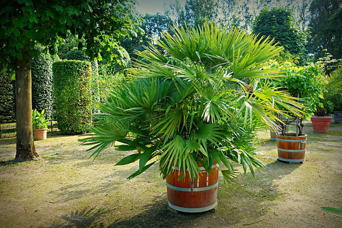 plantes pour un jardin moderne palmier