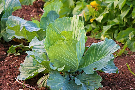 Acheter du paillis pour le potager