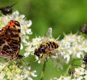 Attirer les insectes dans le jardin