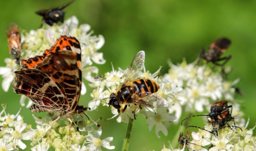 Attirer les insectes dans le jardin