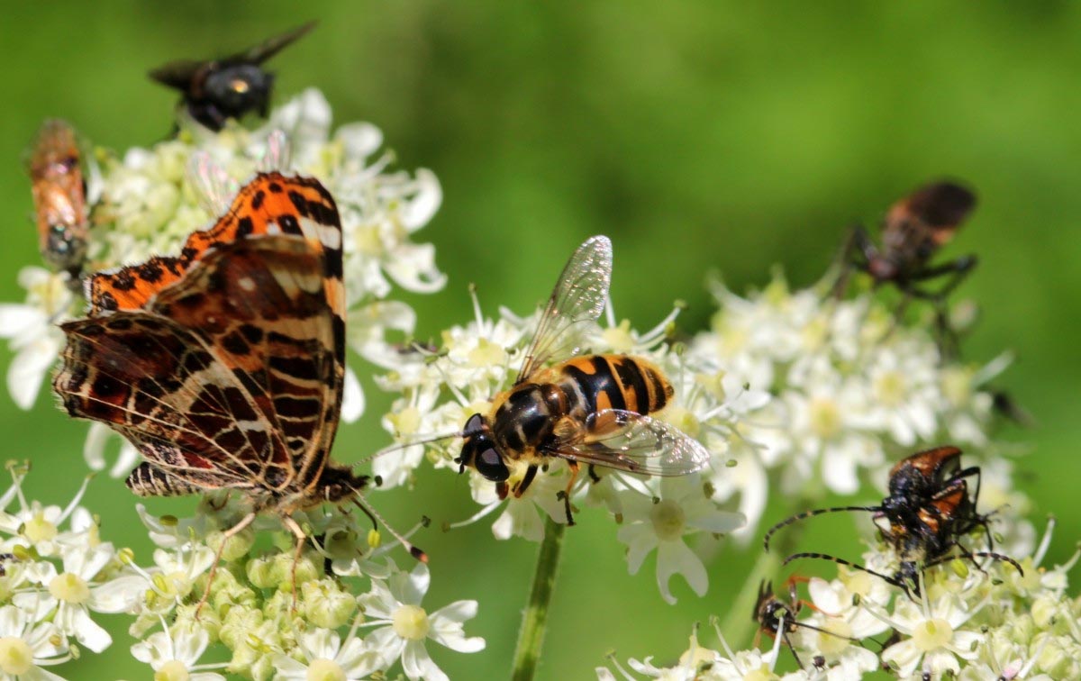 Attirer les insectes dans le jardin