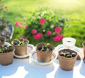 En avril au jardin, semences, entretien de printemps