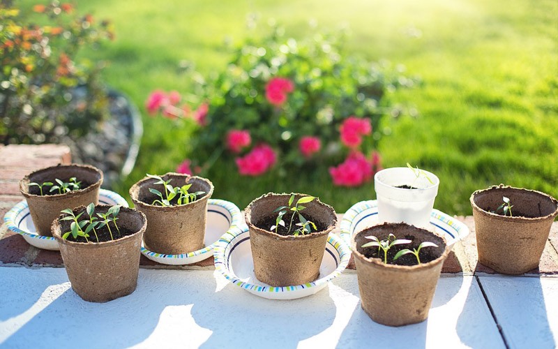 En avril au jardin, semences, entretien de printemps