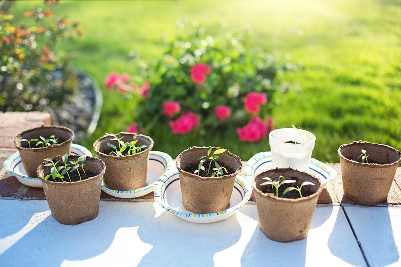 En avril au jardin, semences, entretien de printemps