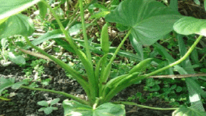 jardin potager jardindeco