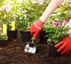 vetements-jardin-jardinage-gants-fleurs-1270x812