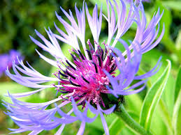 bleuet plante mellifère